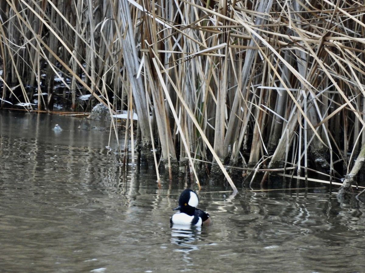 Hooded Merganser - ML611688956