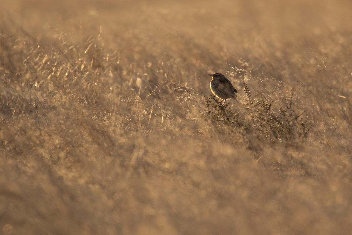 Chihuahuan Meadowlark - ML611688983