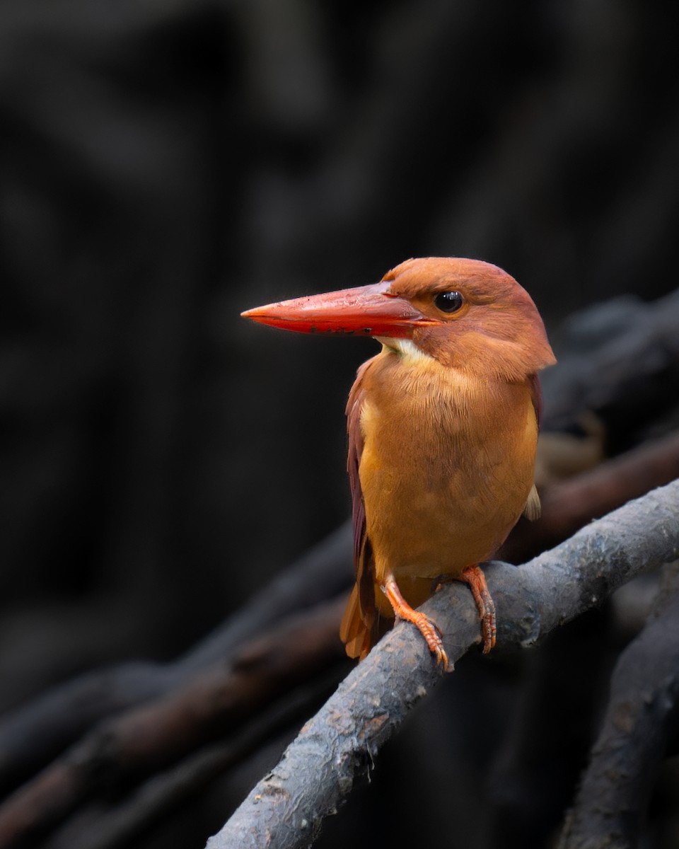 Ruddy Kingfisher - ML611688986