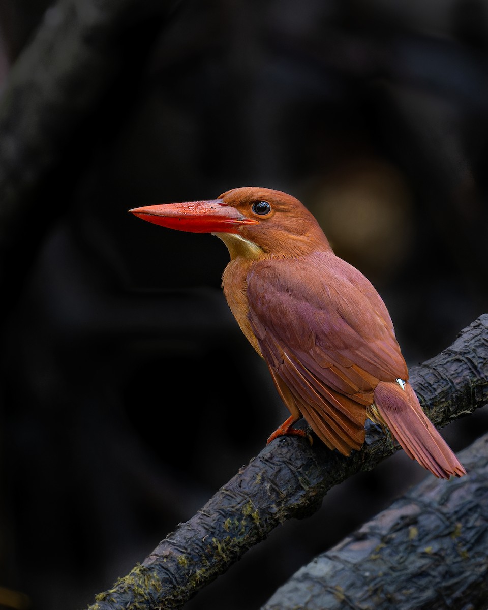 Ruddy Kingfisher - subhash saraff