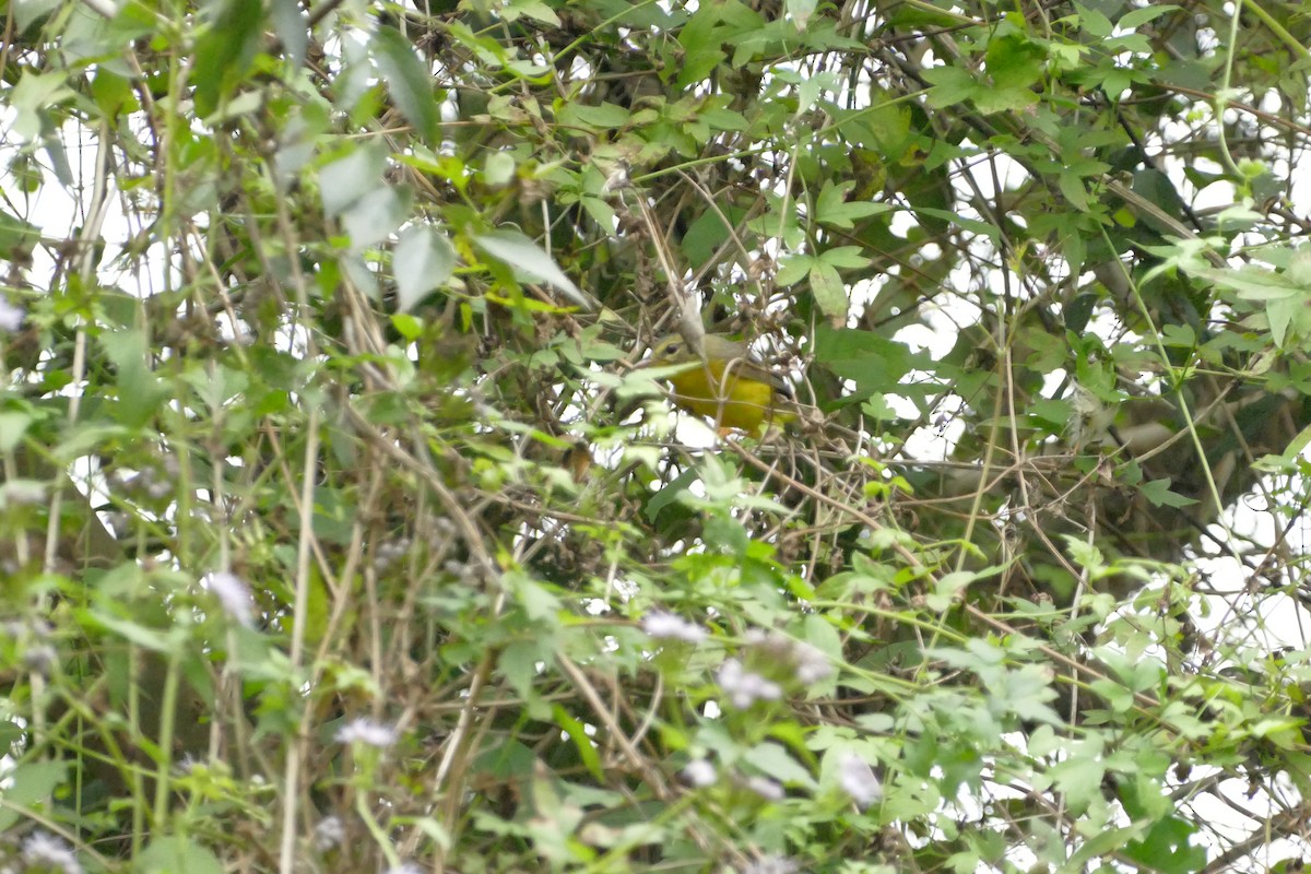 Golden-crowned Warbler - ML611688999