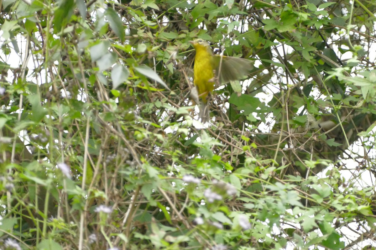 Golden-crowned Warbler - ML611689000