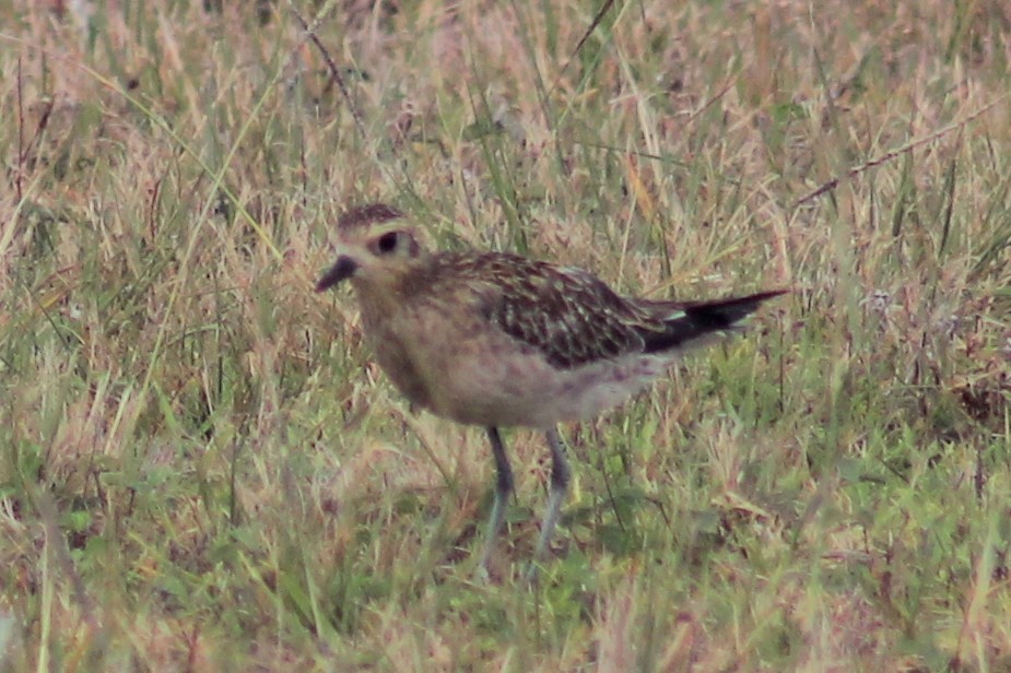 Chorlito Dorado Siberiano - ML611689031