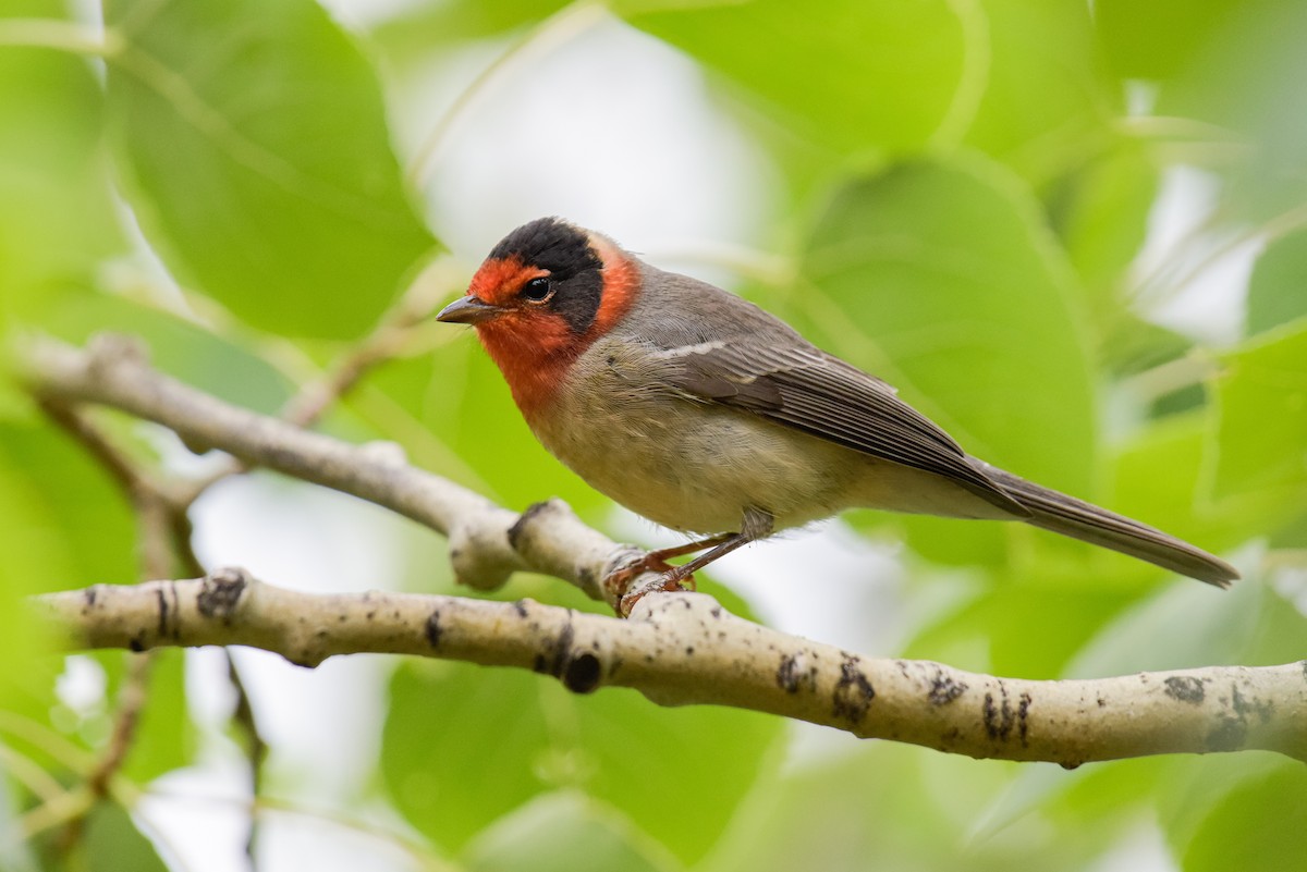 Red-faced Warbler - Patrick Maurice