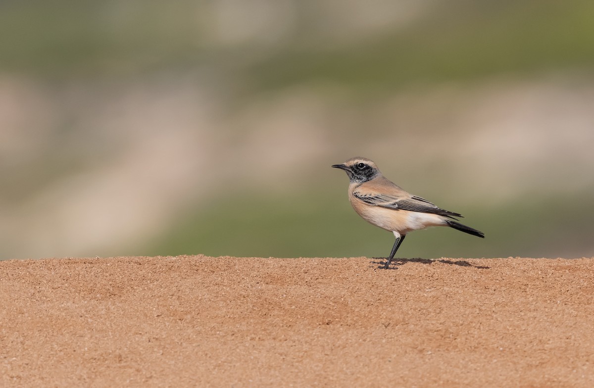 Desert Wheatear - ML611689118