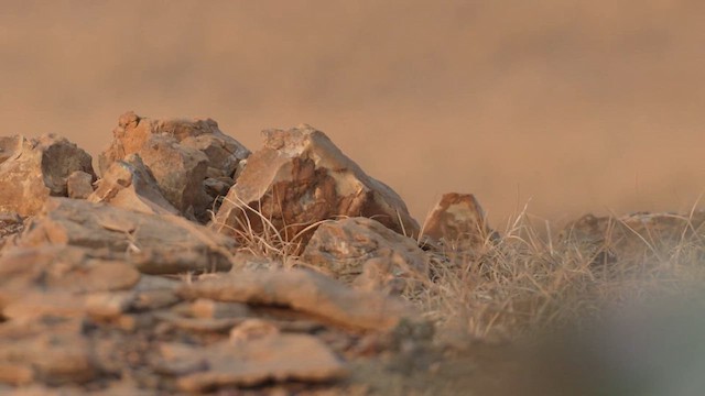 Жайворонок пустельний - ML611689203