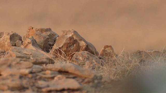 עפרוני מדבר - ML611689203