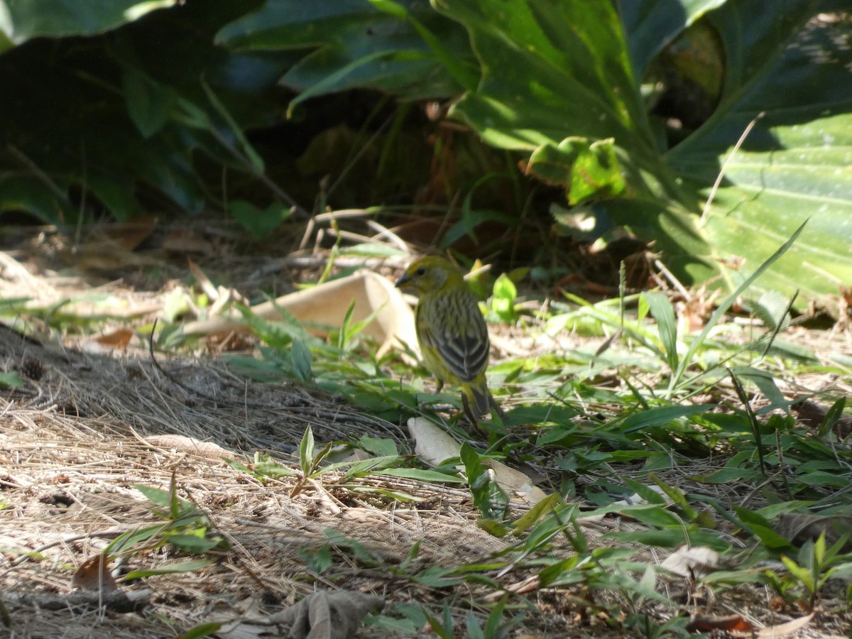 Saffron Finch - Mike Tuer