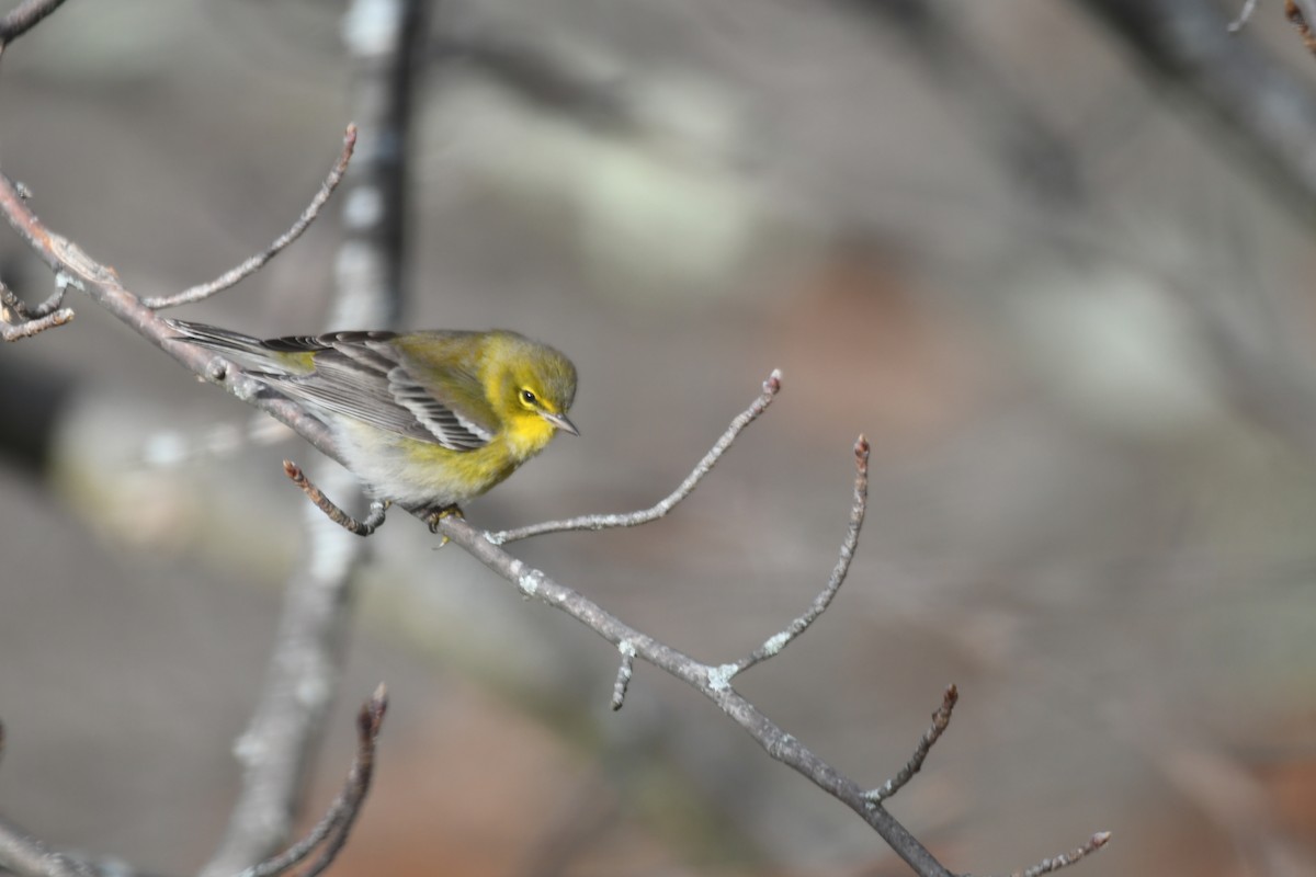 Pine Warbler - Laura W