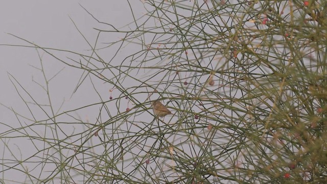 Цөлийн зэржгэнэ - ML611689214