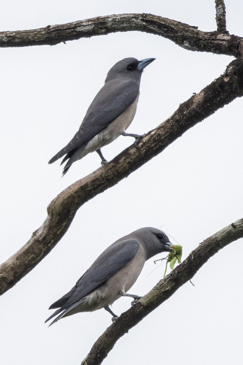 Ashy Woodswallow - ML611689282