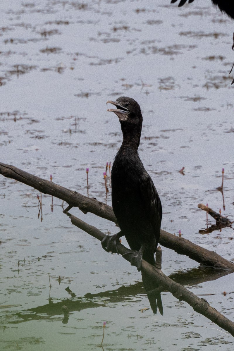 Cormorán de Java - ML611689301