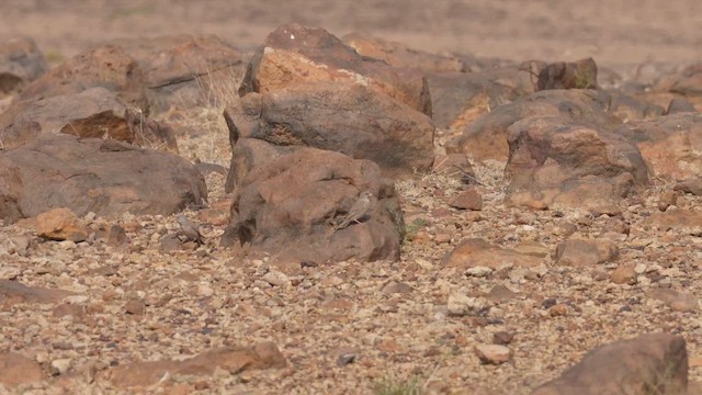 Толстоклювый пустынный вьюрок - ML611689372