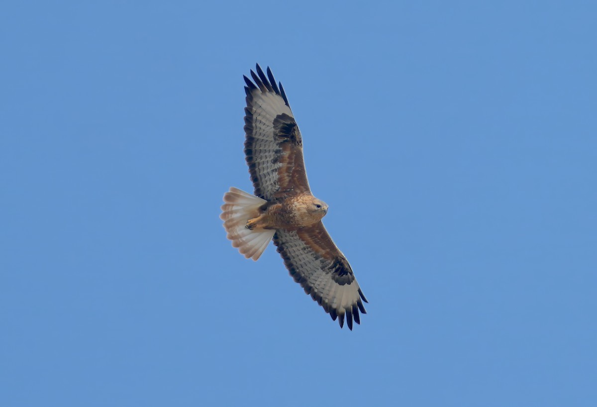 Long-legged Buzzard - Sudip Simha