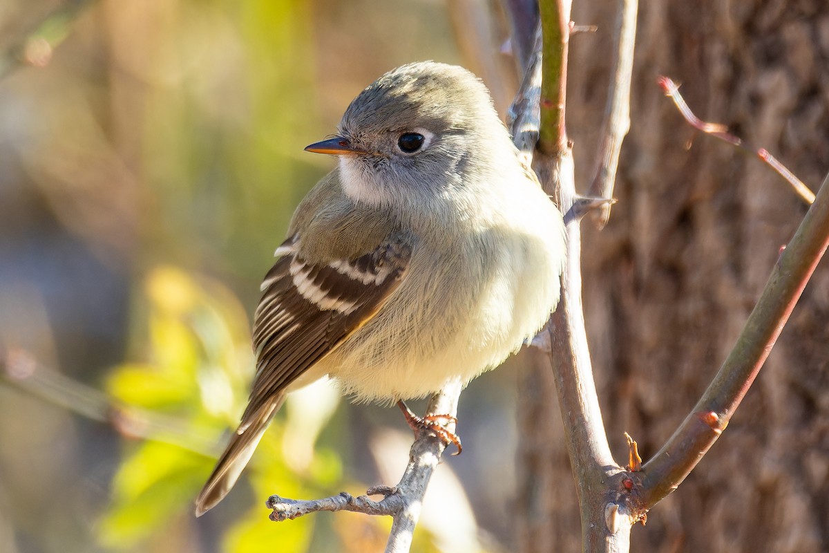 Hammond's Flycatcher - ML611689423