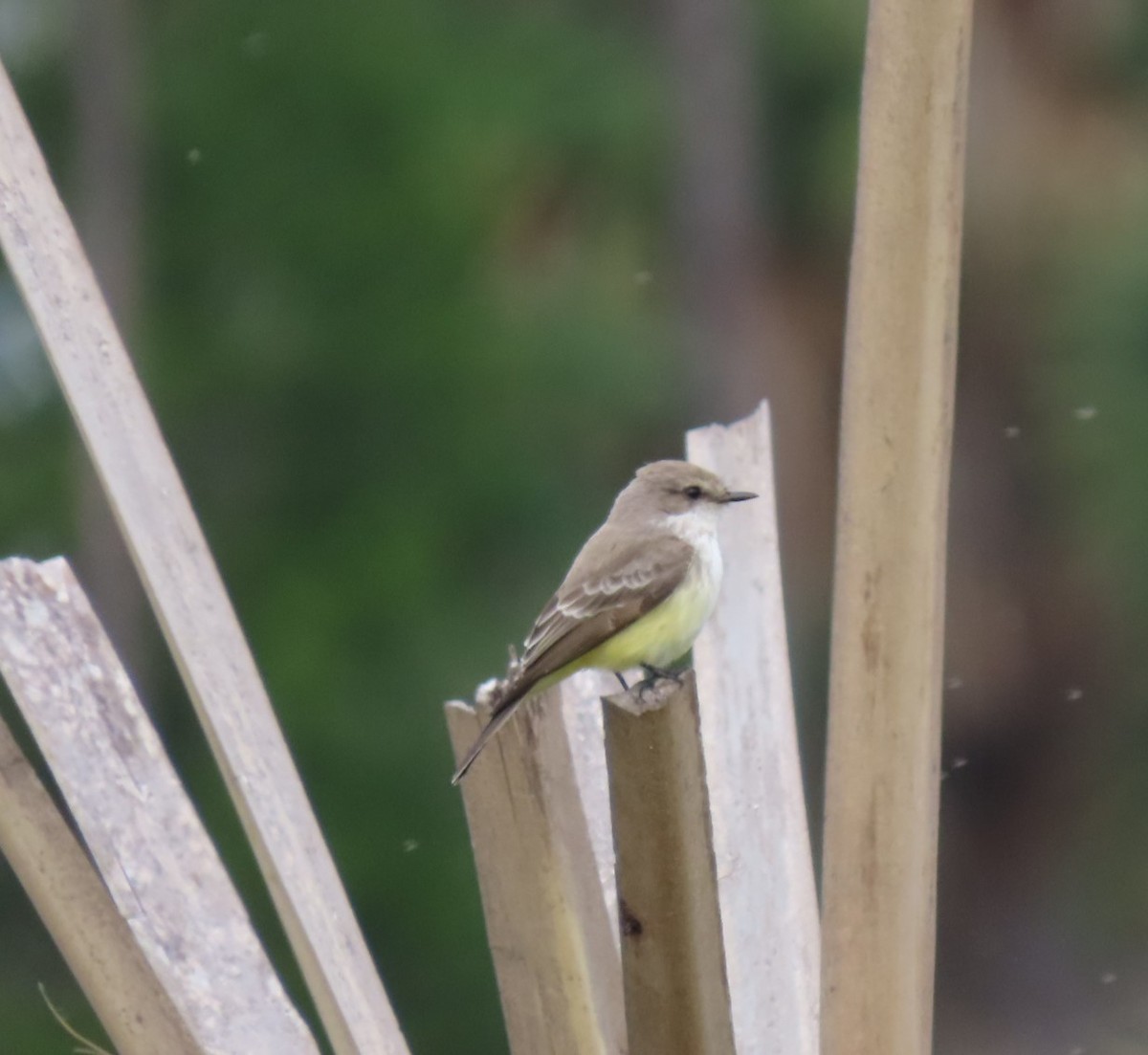 Vermilion Flycatcher - ML611689478