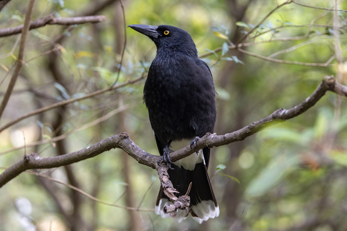 Pied Currawong - ML611689615