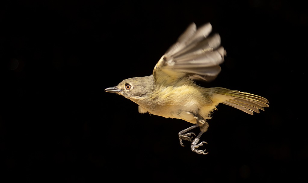 Dwarf Vireo - ML611689624