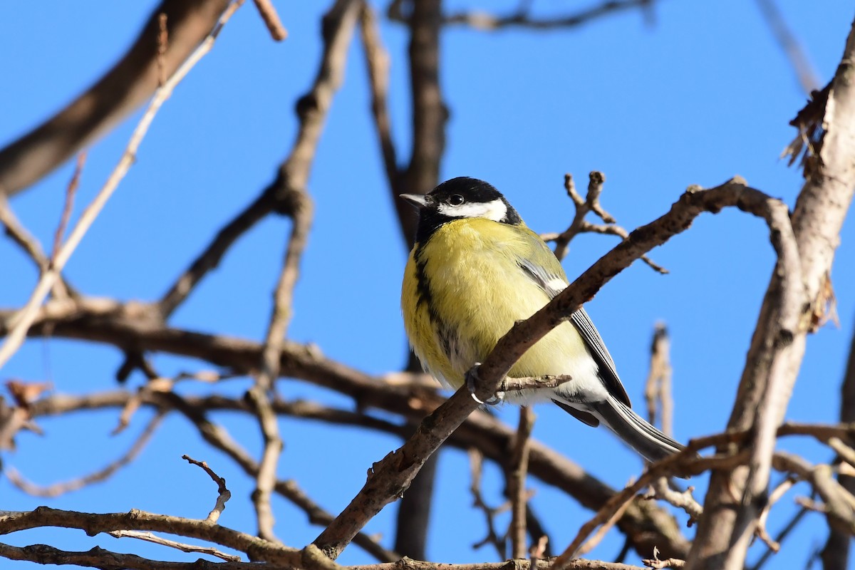 Great Tit - ML611689717