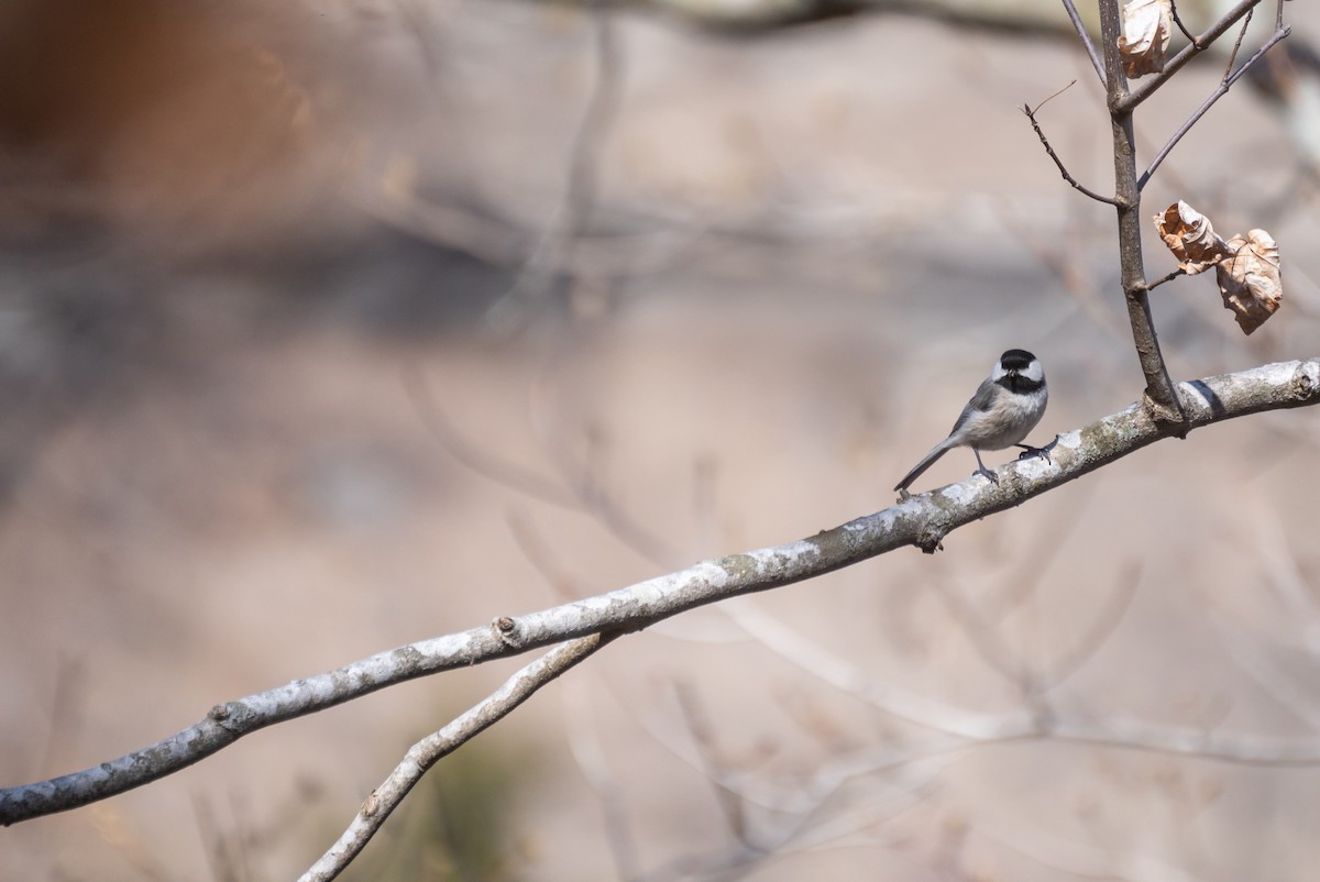 Carolina Chickadee - ML611689751