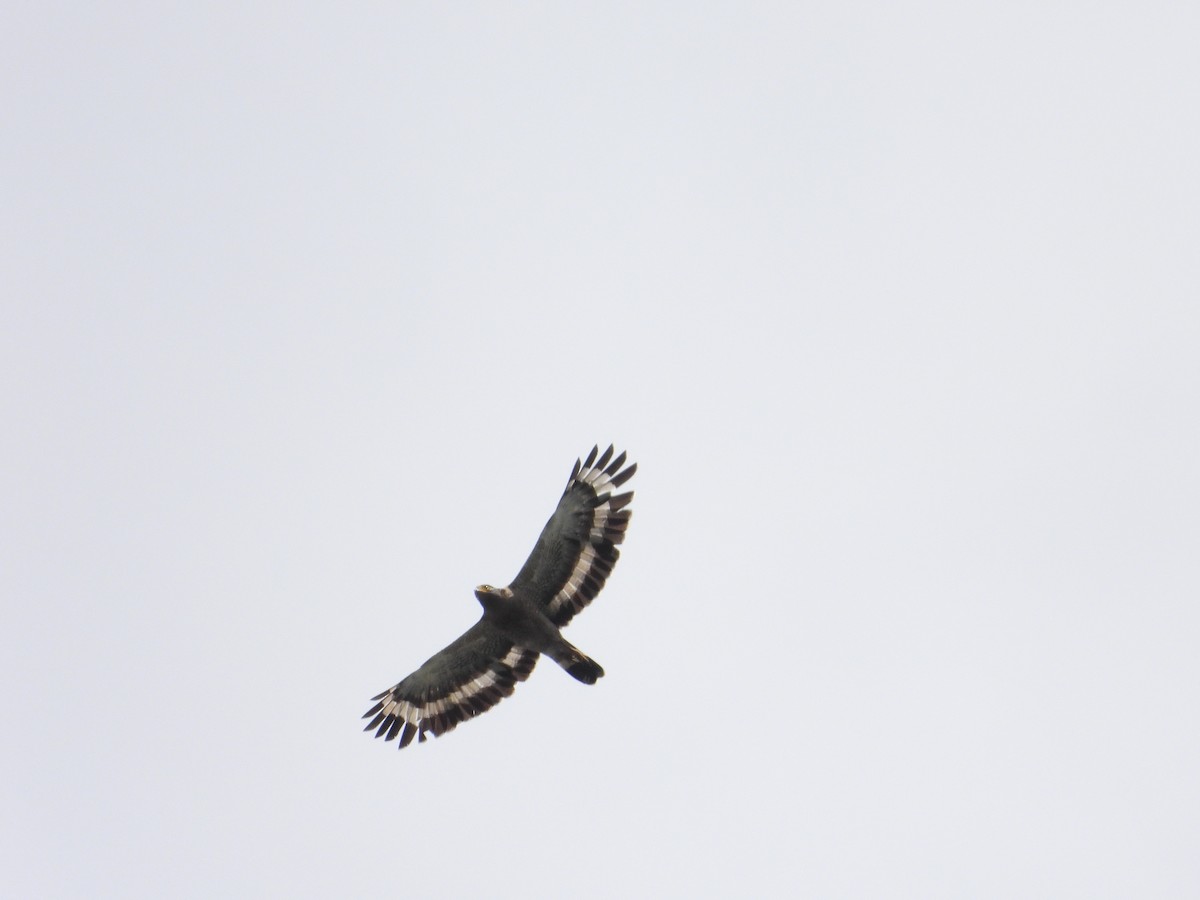 Crested Serpent-Eagle - ML611689783
