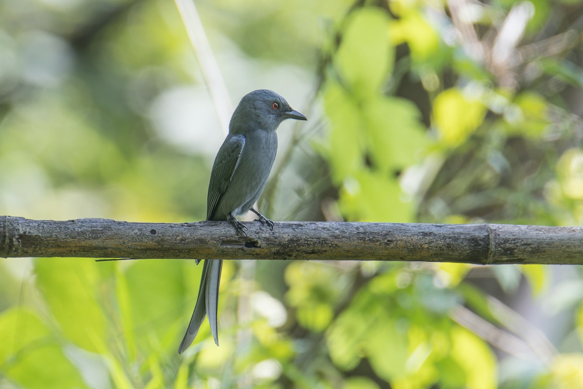 Drongo cendré (groupe leucophaeus) - ML611689822