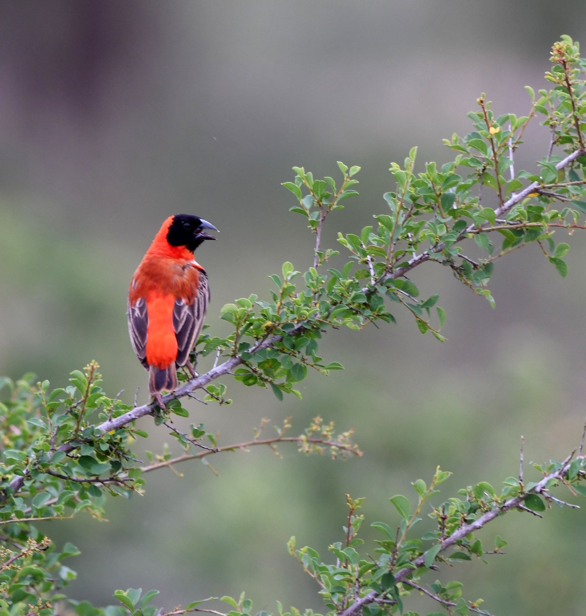 Southern Red Bishop - ML611690029