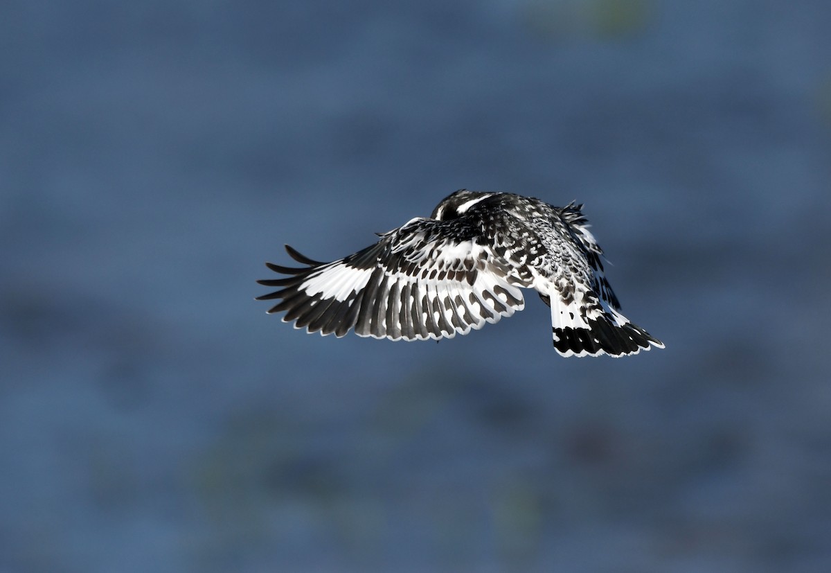 Pied Kingfisher - ML611690034