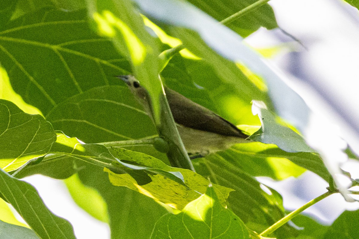 Nilgiri Flycatcher - ML611690241