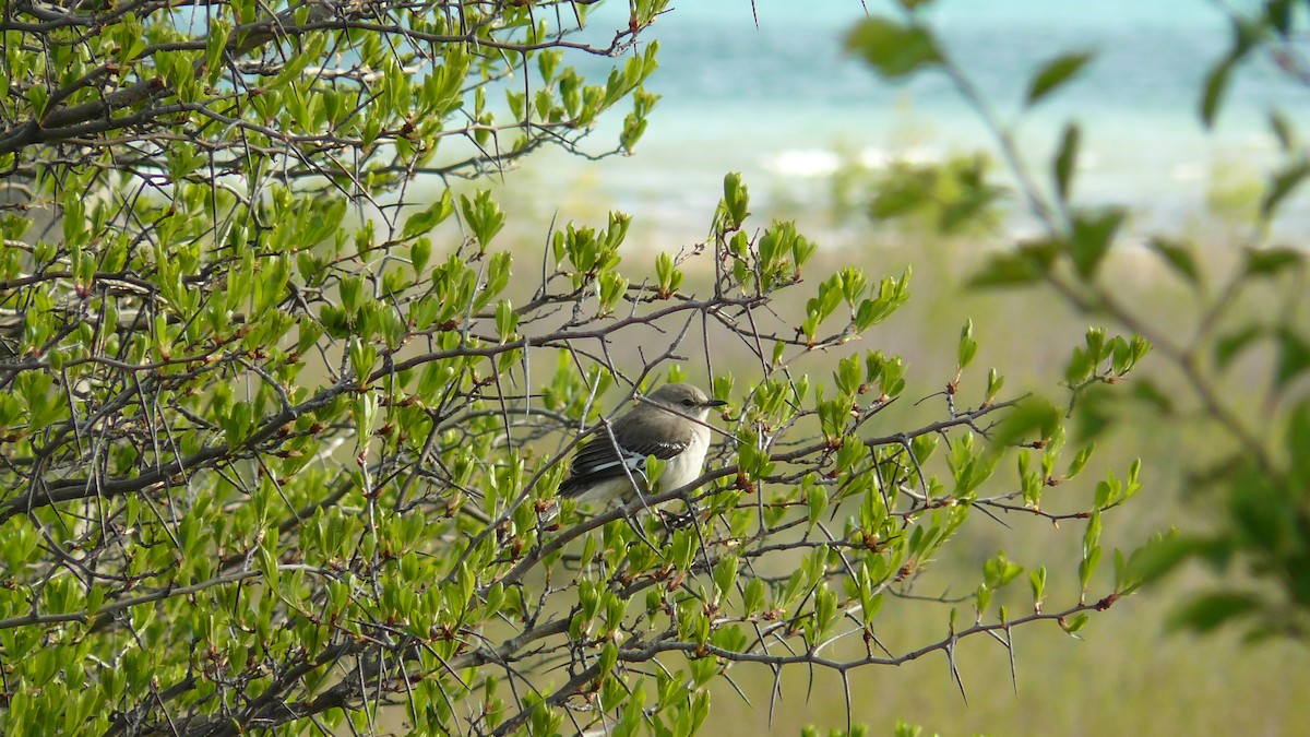 Northern Mockingbird - ML611690395