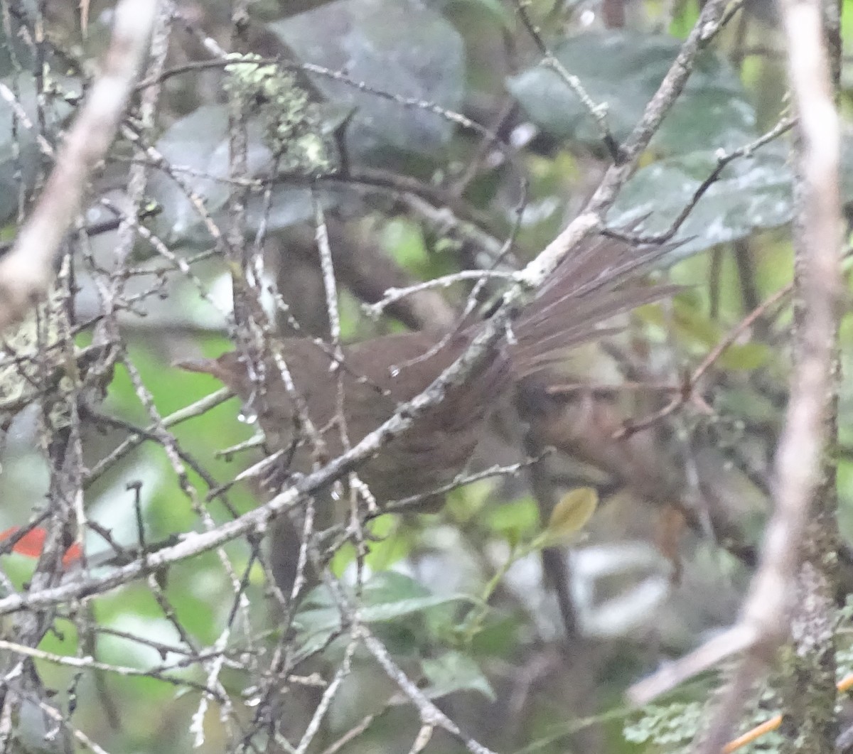 Madagaskar Çalı Ötleğeni [typica grubu] - ML611690403