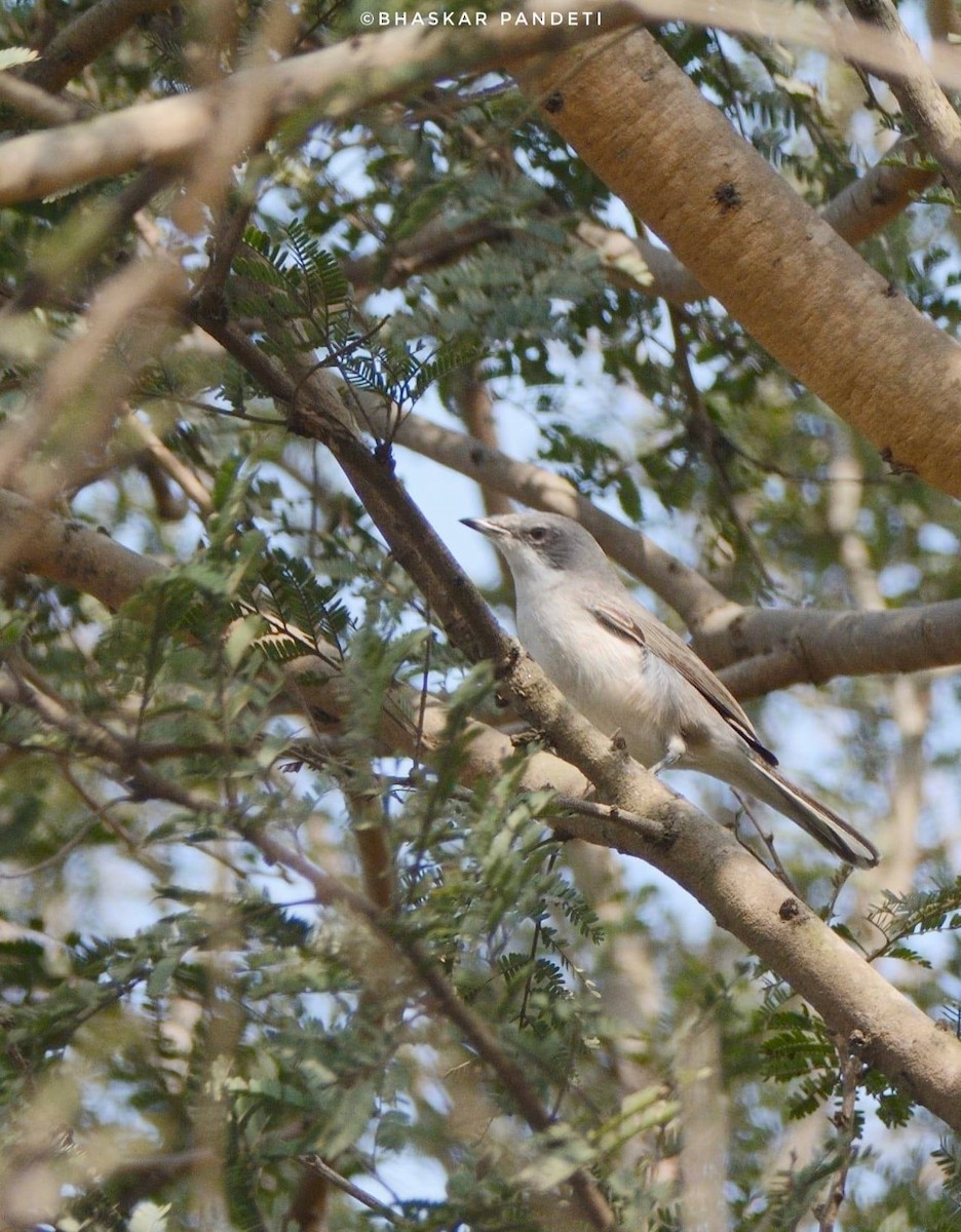 Lesser Whitethroat - ML611690418