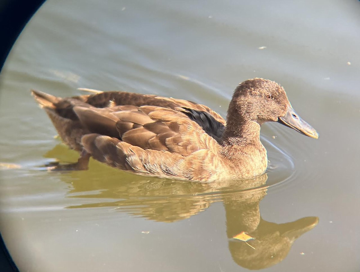 Mallard (Domestic type) - Johanna Alpert