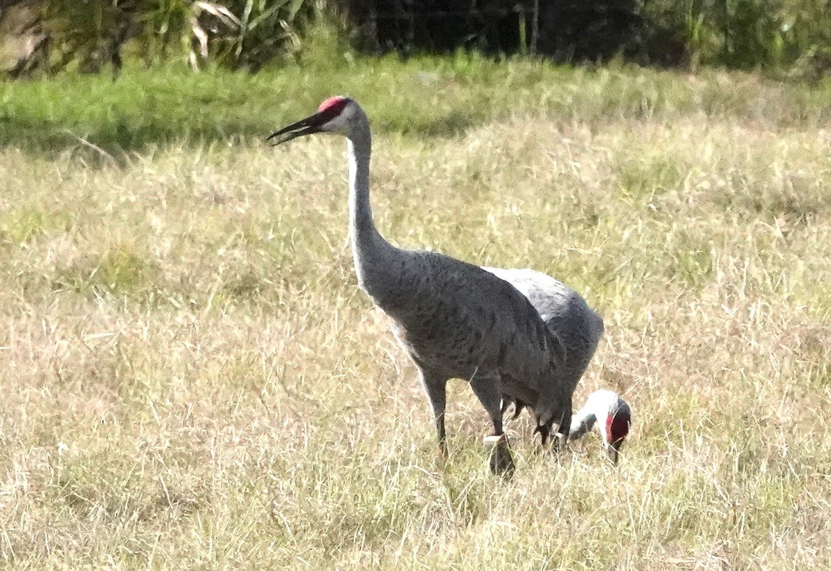 Sandhill Crane - Chuck Hignite