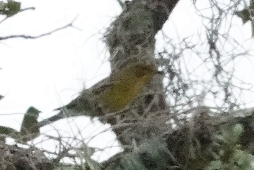 Pine Warbler - ML611690427