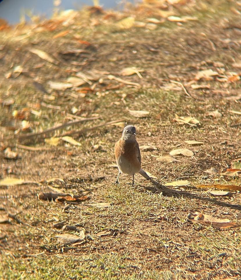 Western Bluebird - Johanna Alpert