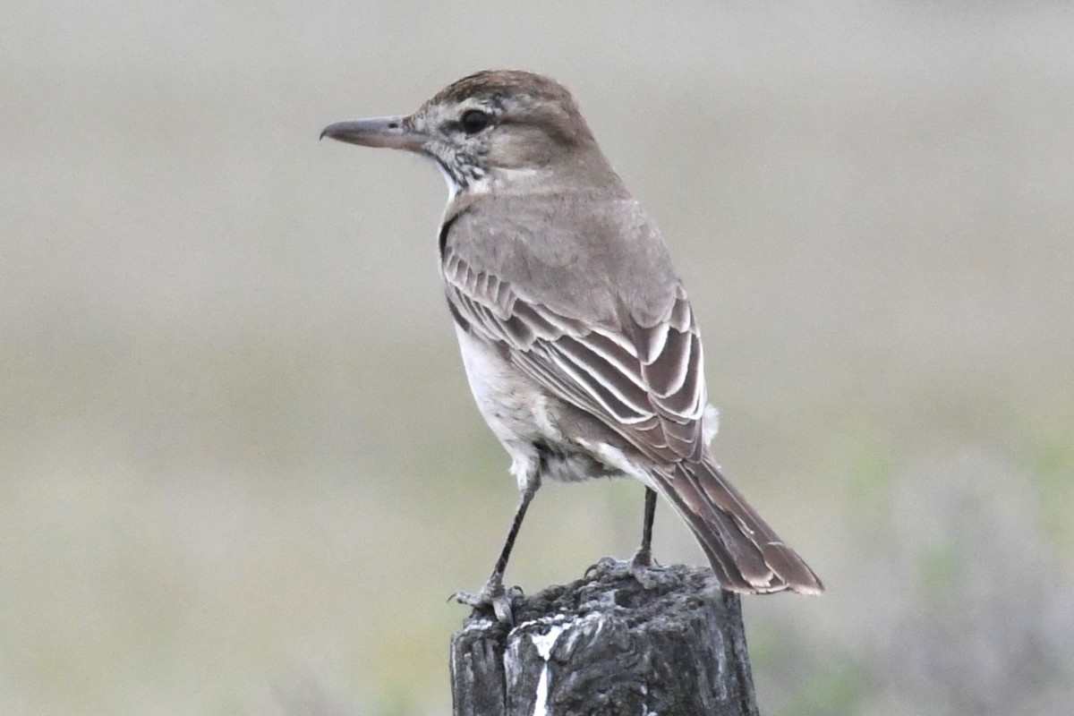 Gray-bellied Shrike-Tyrant - ML611690464