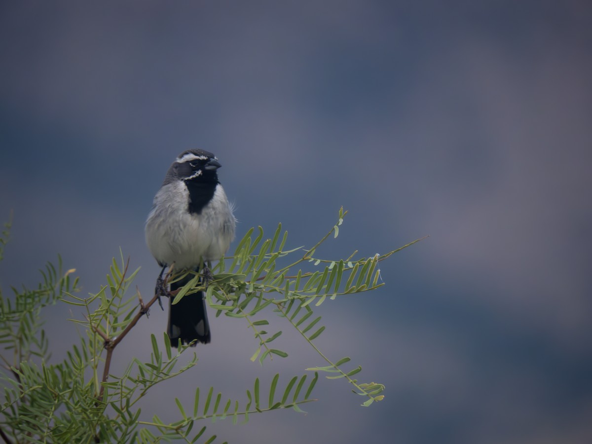 Bruant à gorge noire - ML611690516