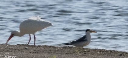 Large-billed Tern - ML611690579