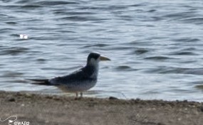 Large-billed Tern - ML611690586