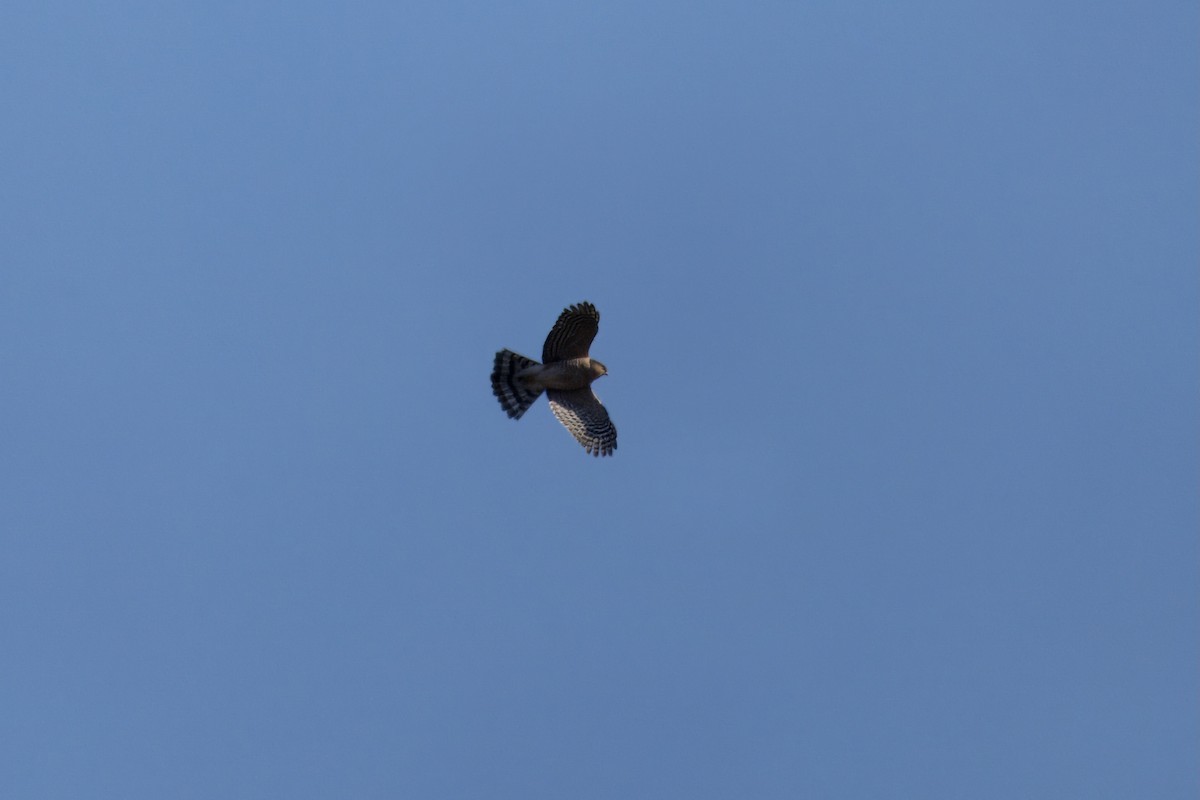 Sharp-shinned Hawk - ML611690673