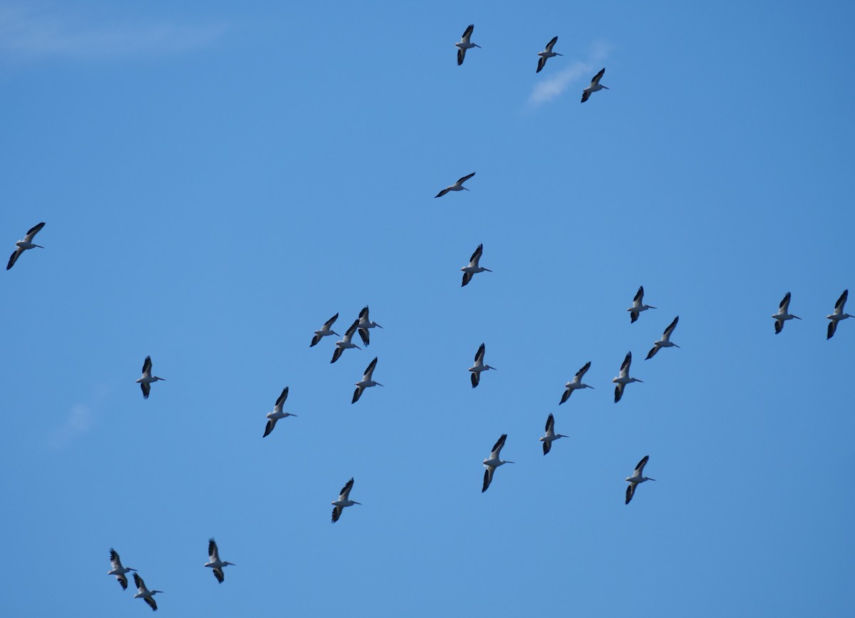 American White Pelican - ML611690705
