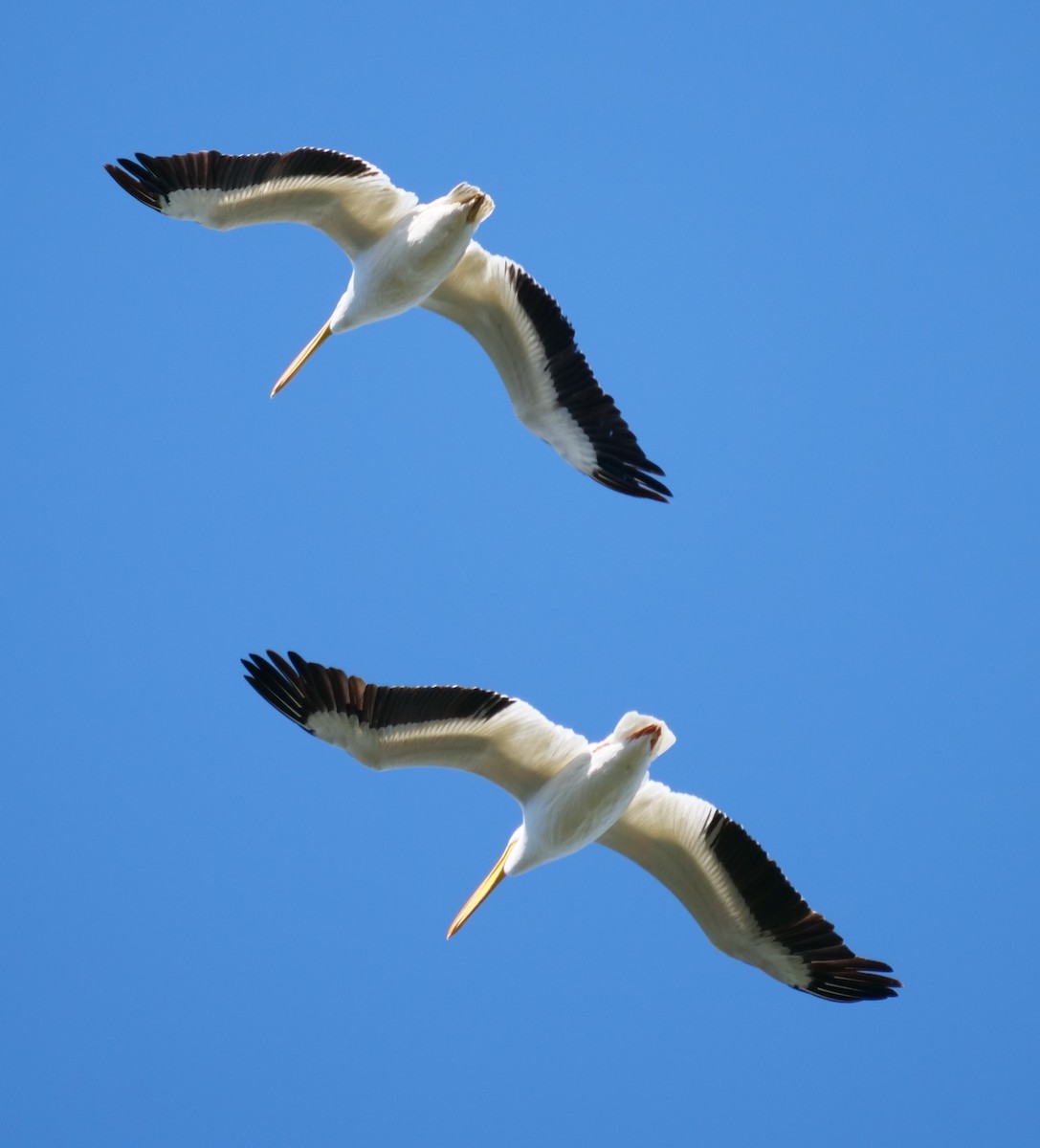 American White Pelican - ML611690713