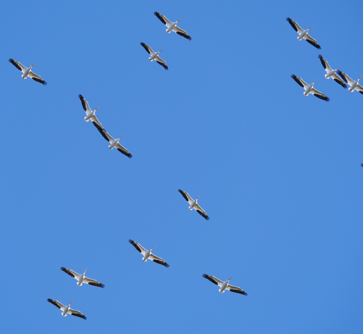 American White Pelican - ML611690737