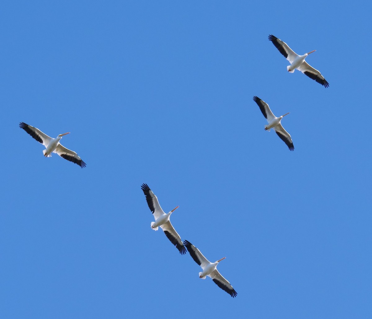American White Pelican - ML611690747