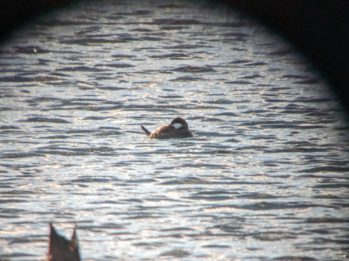 Ruddy Duck - ML611690802