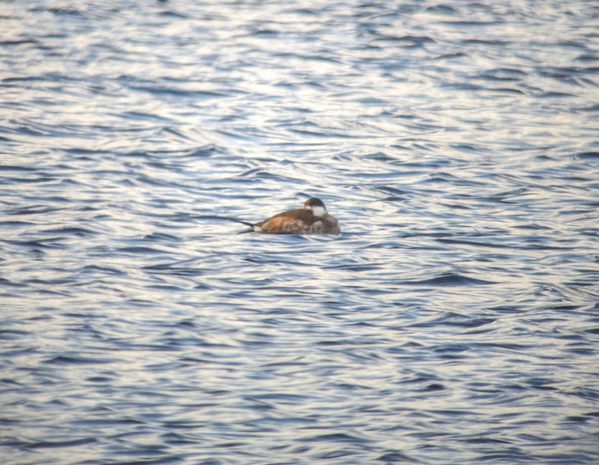 Ruddy Duck - ML611690809