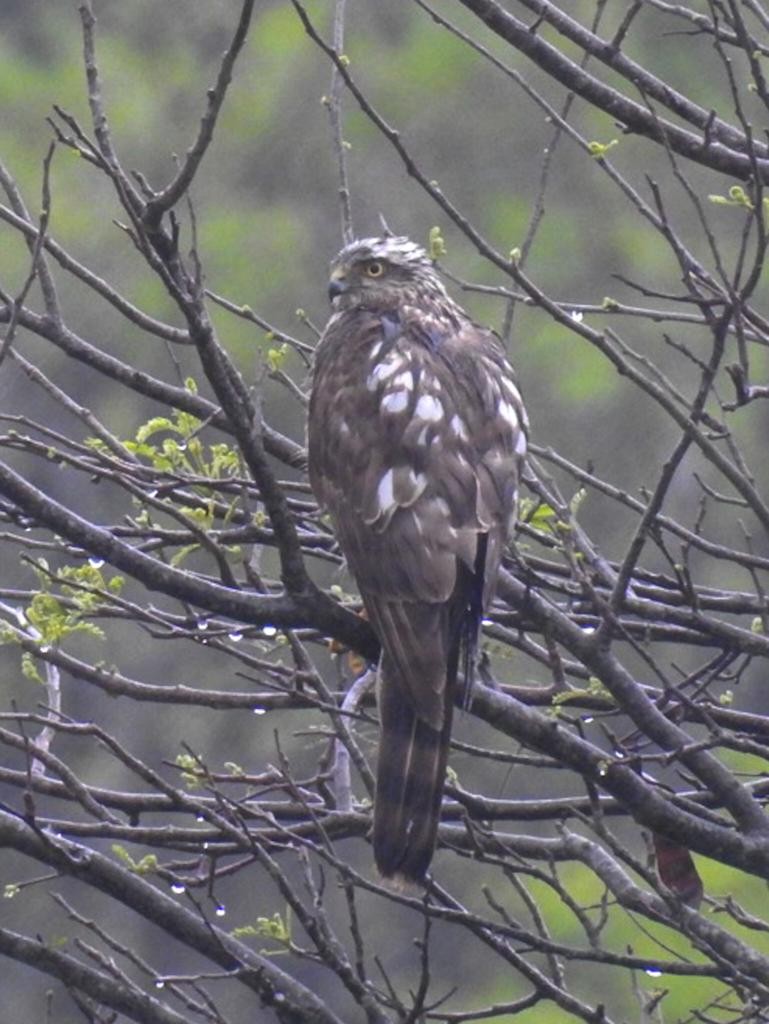 Морин харцага - ML611690819