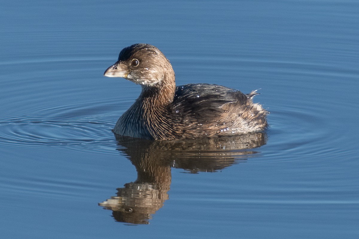 Pied-billed Grebe - ML611690851