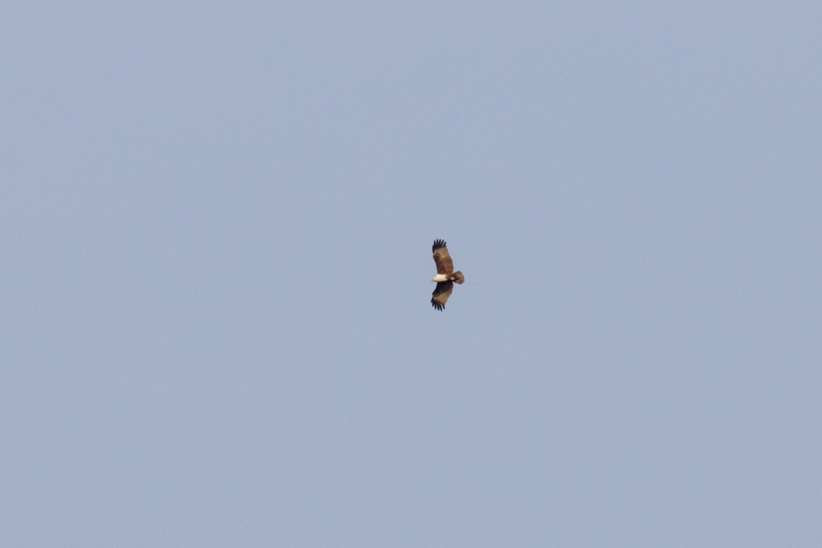 Brahminy Kite - ML611690947